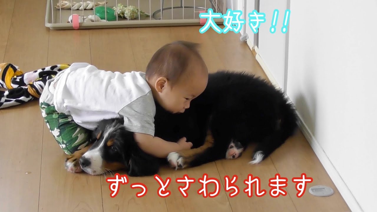 バーニーズ マウンテンドッグ　ジャービス　大型犬のいる暮らし　１歳児と３ヶ月 bernese mountain dog and Japanese family