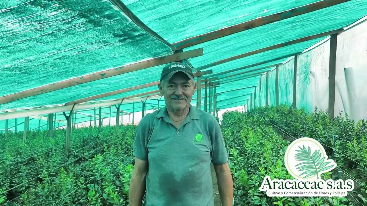 Aracaceae S A S  Cultivo y comercializacion de follajes