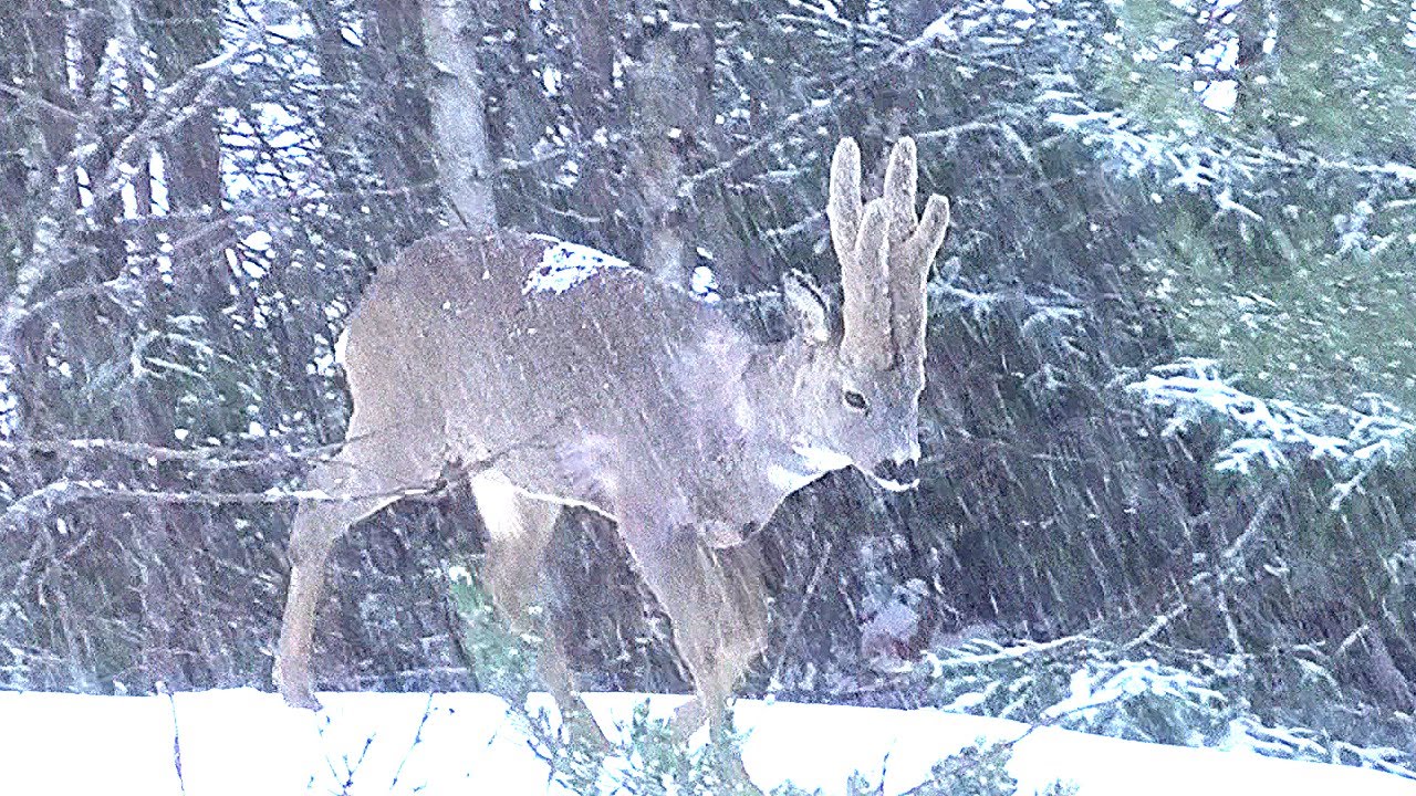 Косули за снежной пеленой || Roe deer behind a blanket of snow