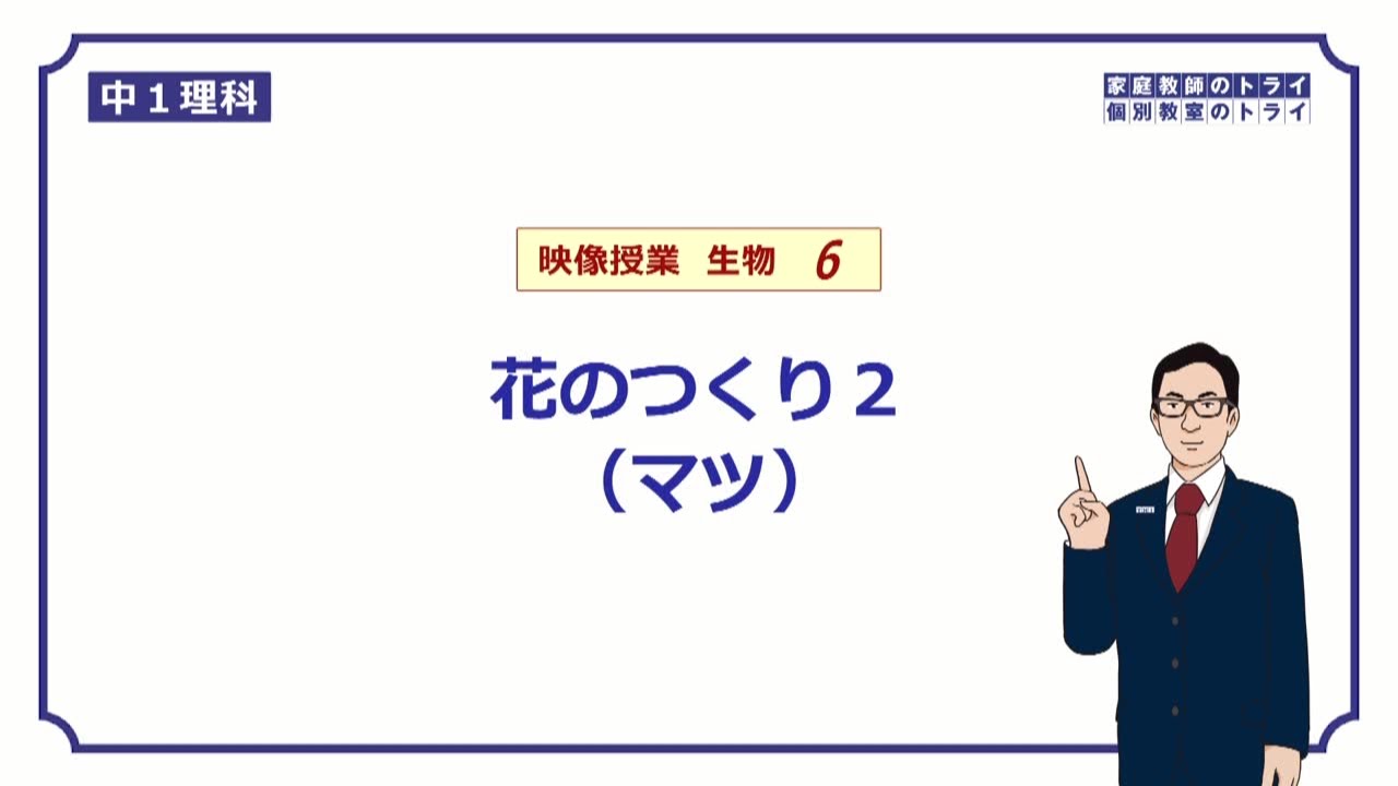 【中１　理科　生物】　花のつくり(裸子植物)　（１６分)