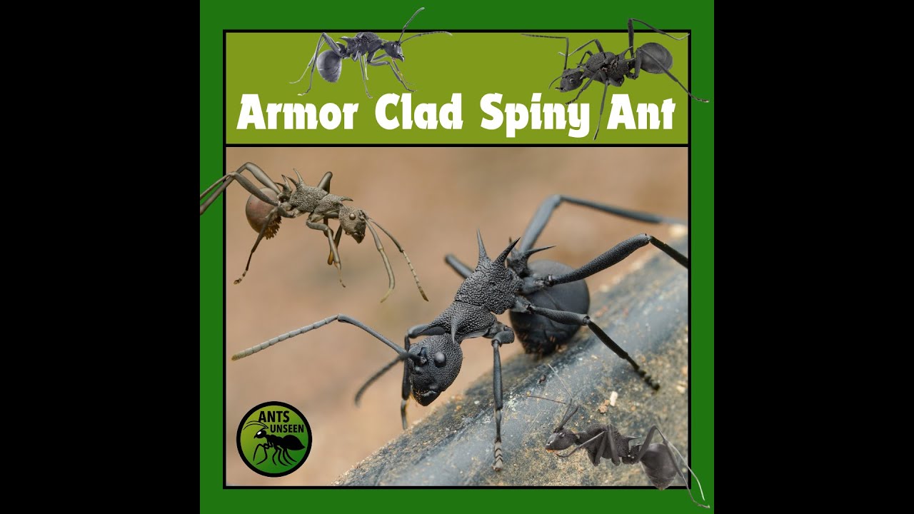 Polyrhachis armata – The Ultimate Ant Defense System