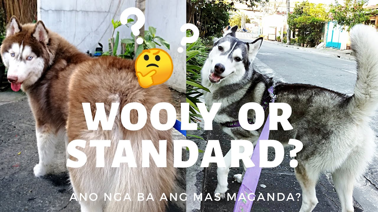 Wooly vs Standard Siberian Husky | Ano Nga Ba Ang Mas Maganda?