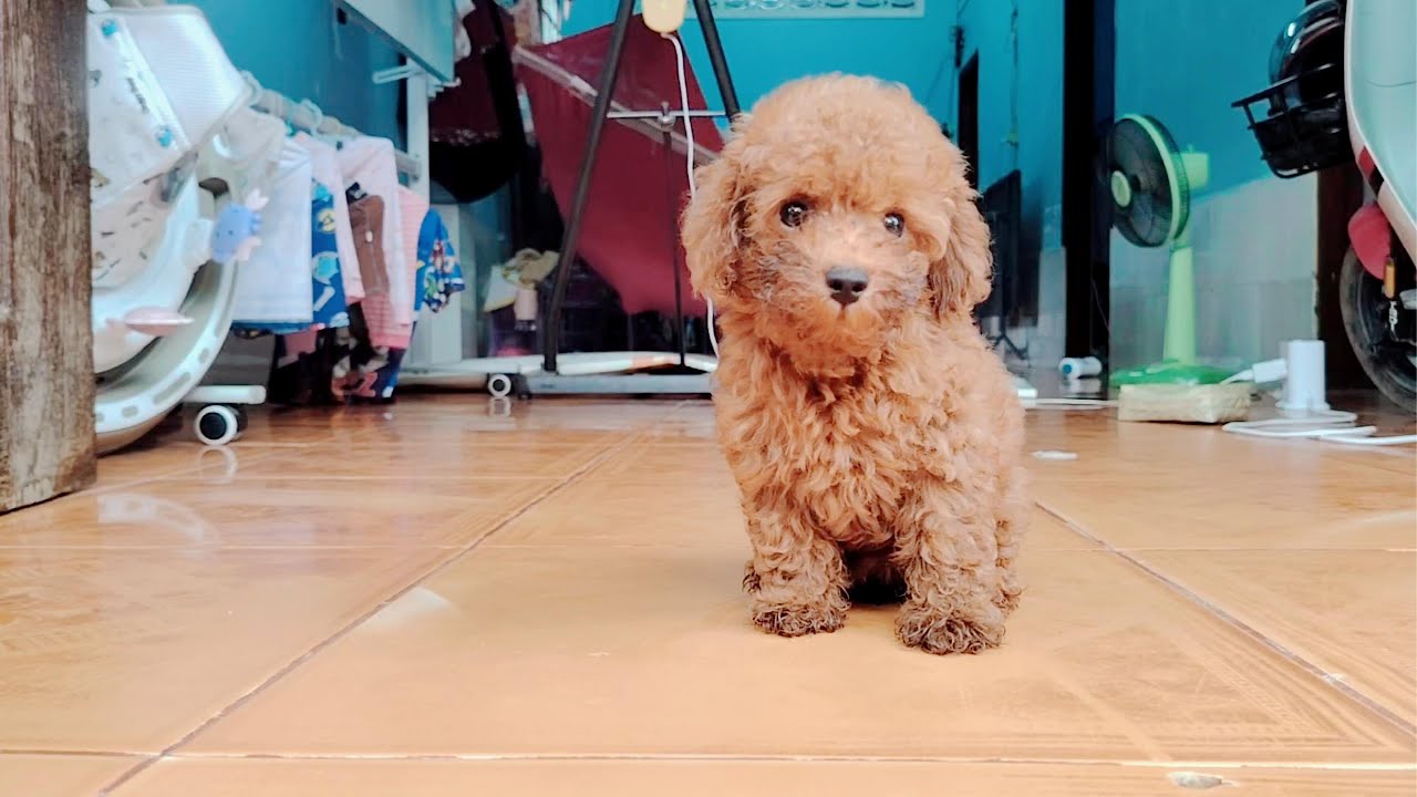 Cutest Puppy Moments You Can't Miss!
