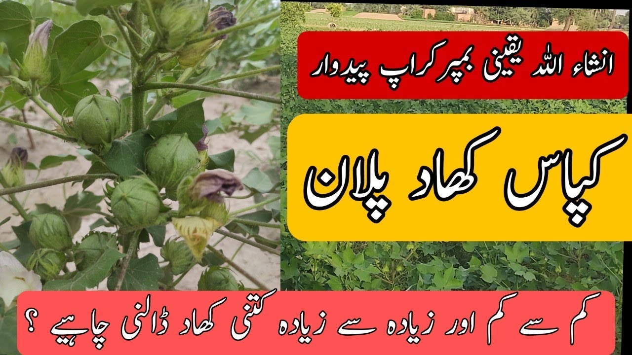 cotton fertilizer plan (part1) بیس مارچ سے بیس اپریل کاشت کپاس کا کھاد پلان #cotton #fertilizer