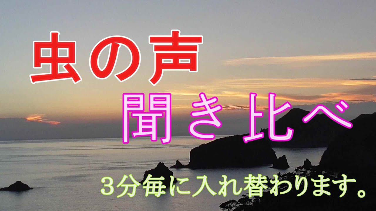 虫の声 １時間　　３分ごとに鳴き声が入れ替わり、虫の名前を表示されます。全部で１０種類以上　　自然の音　癒し・睡眠用・勉強集中・瞑想・研究等に