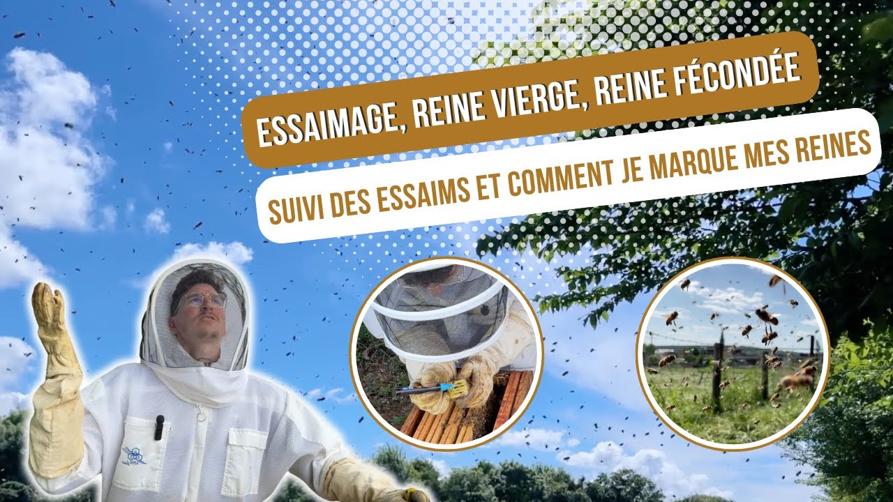 Essaimage, Reine vierge, reine fécondée : SUIVI des essaims et COMMENT je marque mes Reines [S03E10]