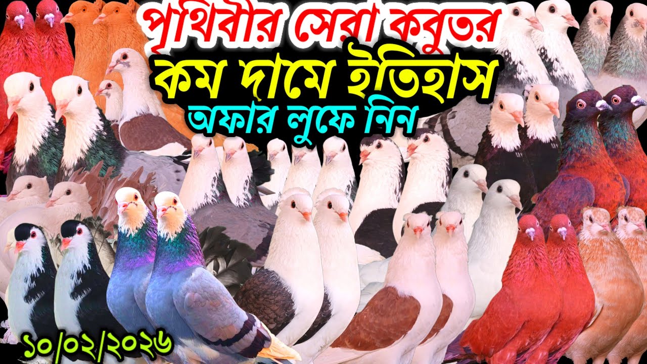 পৃথিবীর সেরা কবুতর কম দামে ইতিহাস দেশি বিদেশি ফেন্সি রেসার গোল্লা গিরিবাজ কবুতর অফার লুফে নিন ঝটপট
