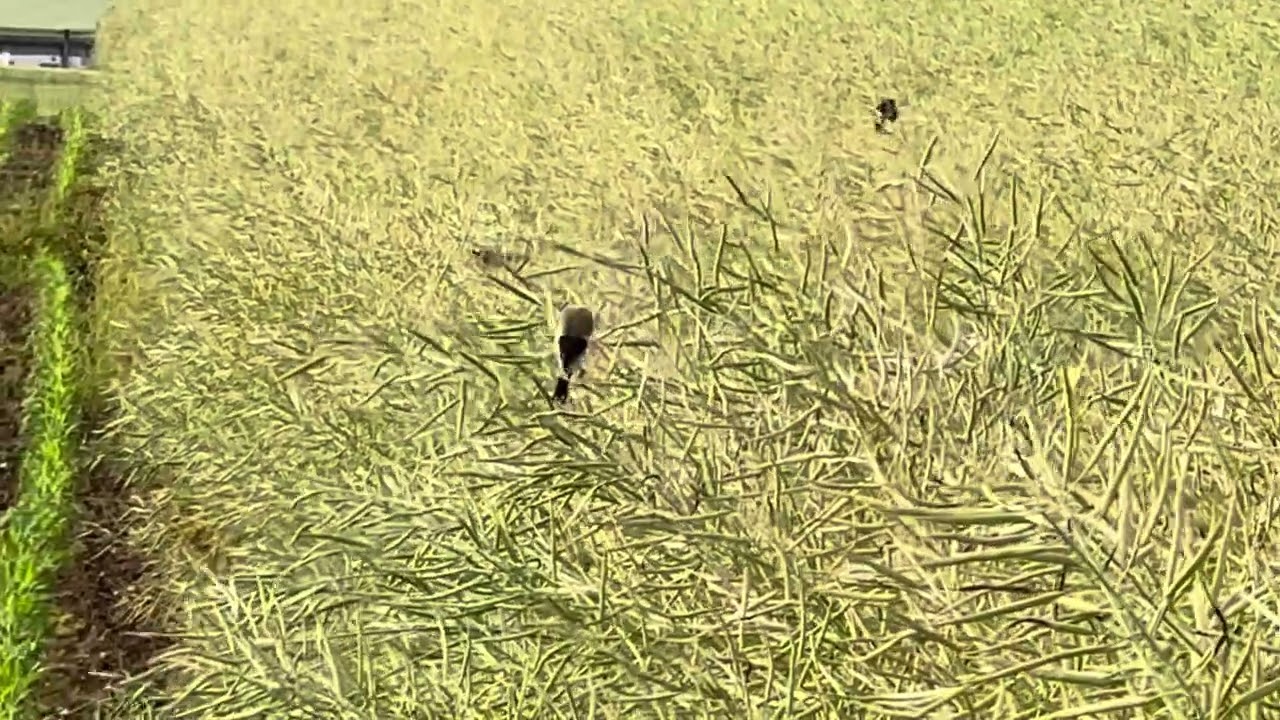 WILD EUROPEAN GOLDFINCH CAPTURED IN CAMERA NEAR ZURICH AIRPORT SWITZERLAND (IPHONE 14)