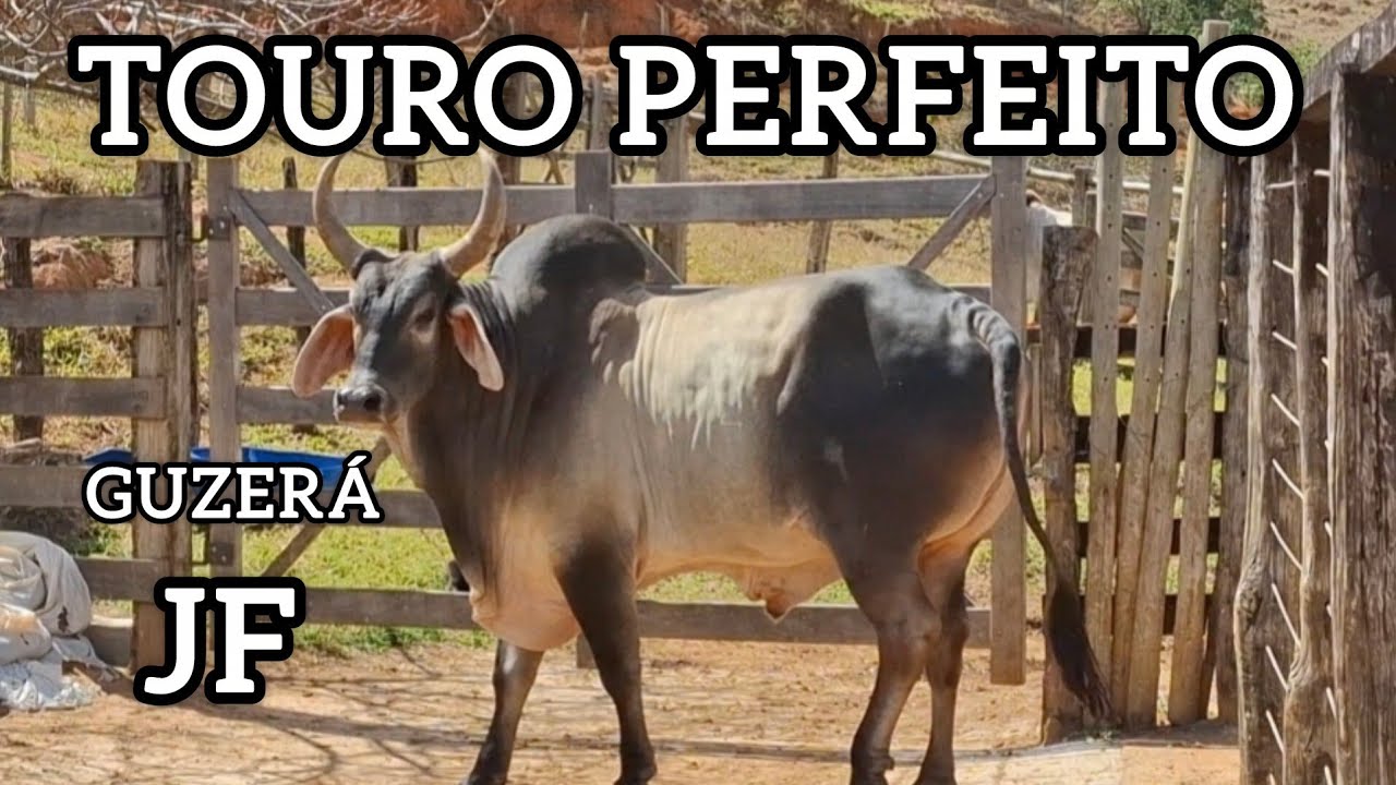 Guzerá Perfeito!🏆🏆🏆
