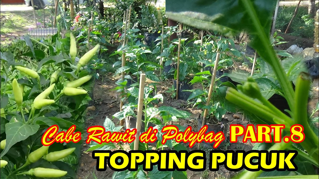 Tutorial Tani Menanam CABE  dI Polybag  TOPING PUCUK & PEWIWILAN .  #PART.8