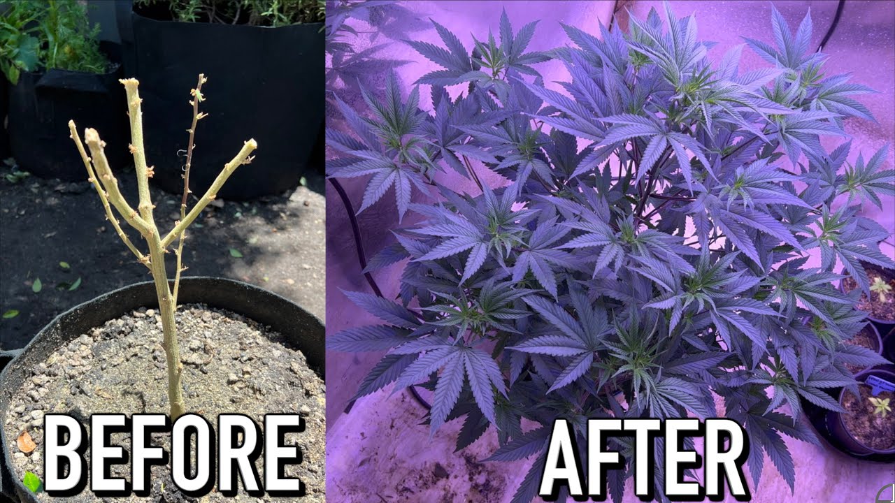 HOW TO REVEG CANNABIS AFTER HARVESTING!!!