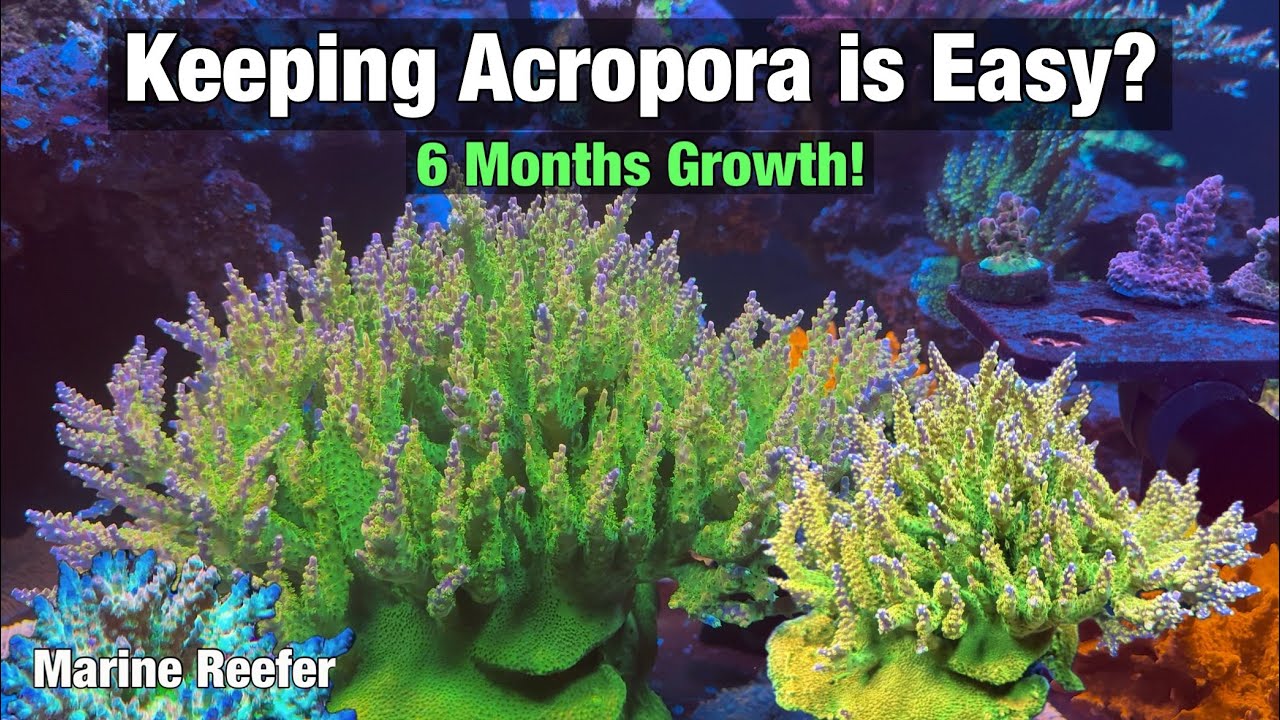 Легко ли содержать Acropora? Рост за 6 месяцев!