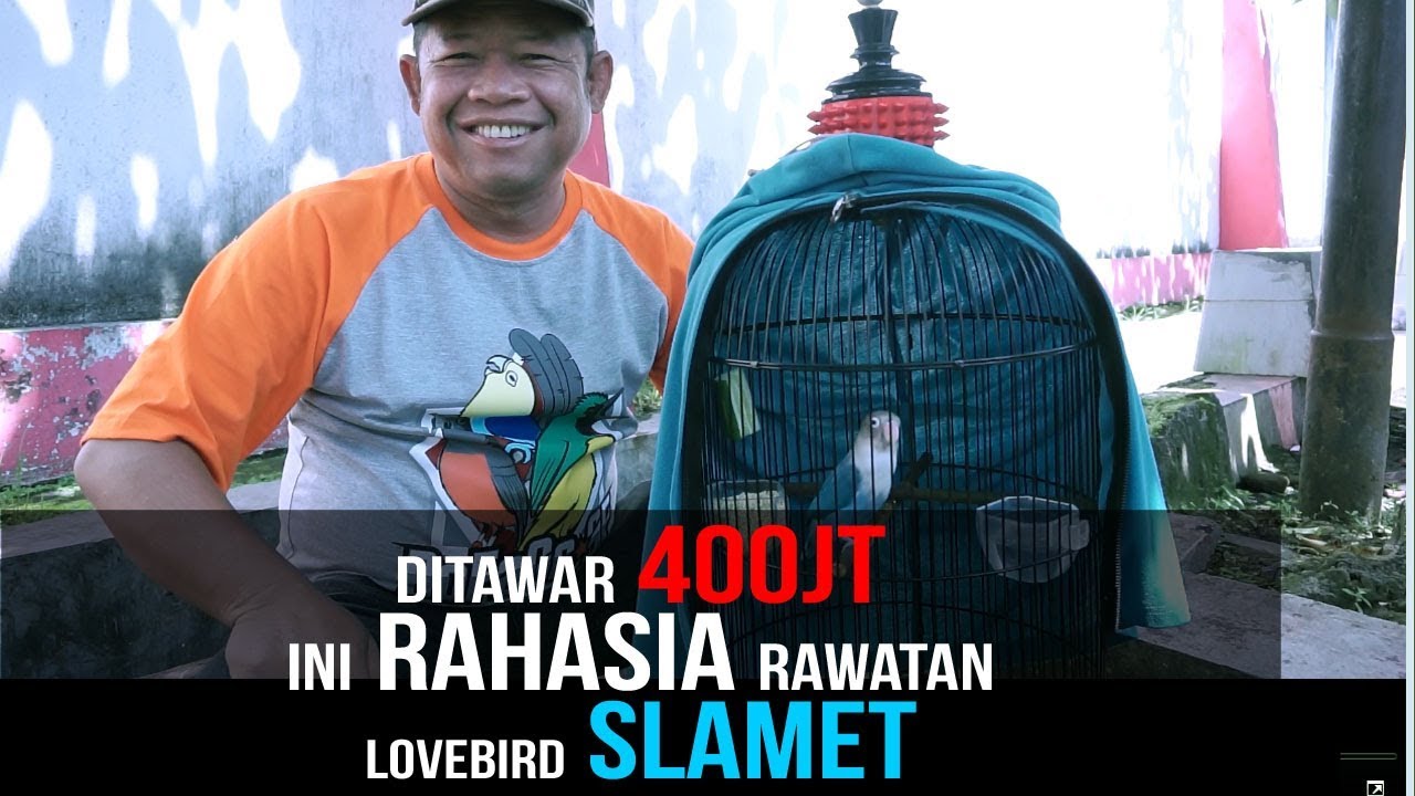 DITAWAR 400JT INI RAHASIA RAWATAN LOVEBIRD SLAMET KONSLET