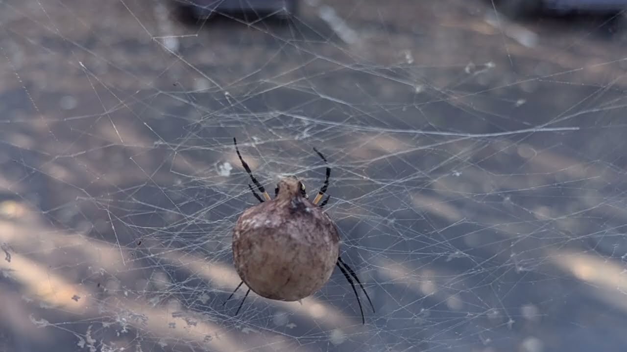 Spider cam egg sac time lapse