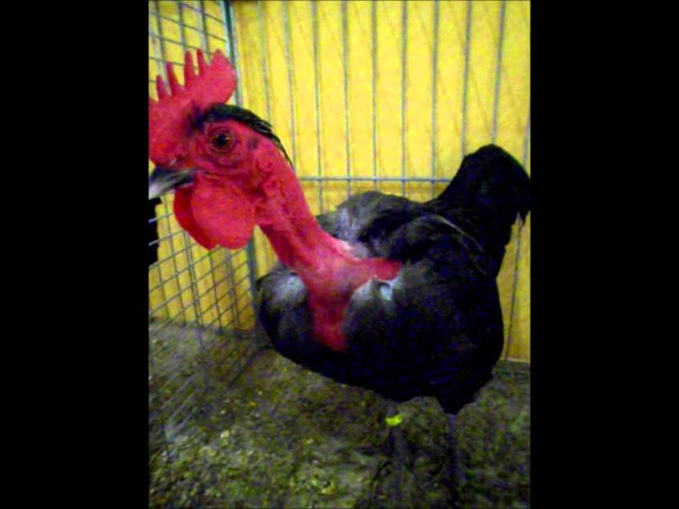 Zwerg-Nackthalshuhn schwarz, Junggefl&uuml;gelschau Hannover 2011