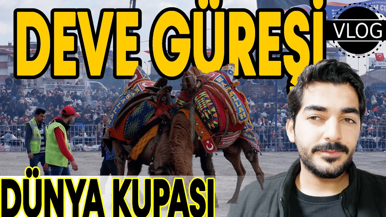 Aydın'da Deve Güreşleri Dünya Kupasına gittik.