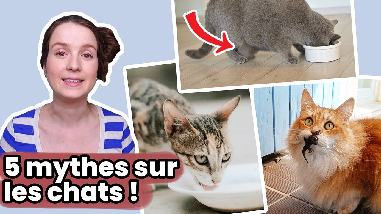 5 Choses Que Vous Pensiez Savoir Sur Les Chats Qui Sont Fausses !!