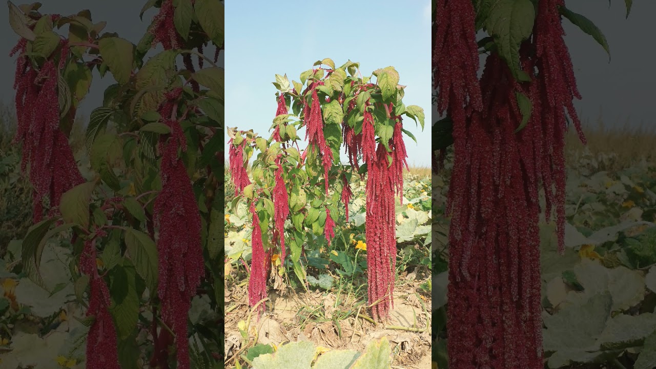 &sup1; 🌻&sup2;⁰☆&bull;&sup3; Amaranthus Family (Amaranthaceae)