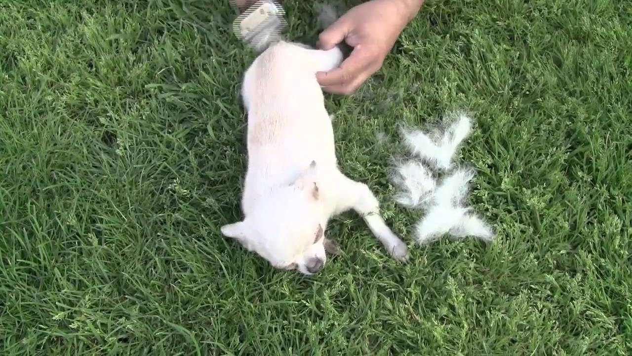 Muda del pelo en el chihuahua. Producto incleible - Furminator