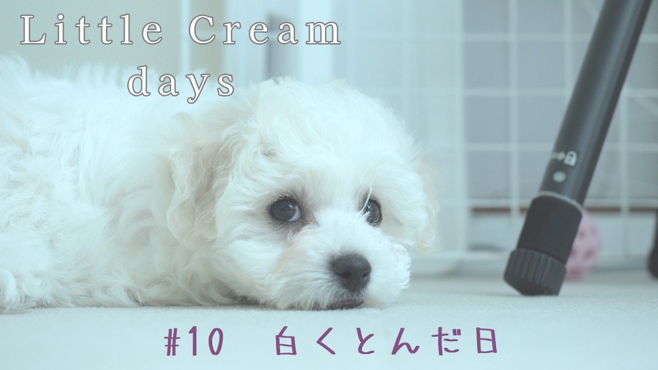 クリームデイズ｜#010  白くとんだ日