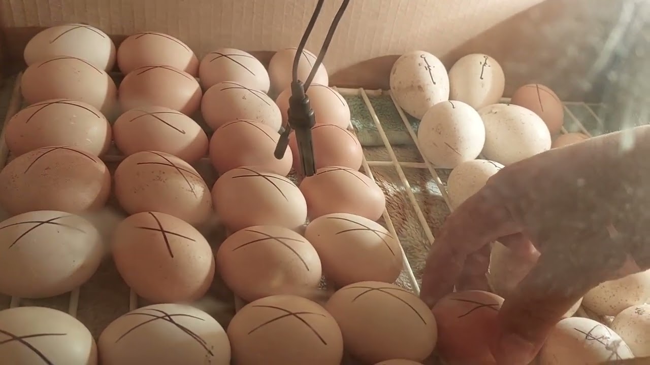 وضع بيض الدجاج مع بيض الديك الرومي في الفقاسة(9)