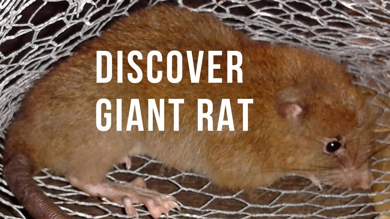🐀Vika: The Giant Rat of the Solomon Islands - Discovery & Conservation Story