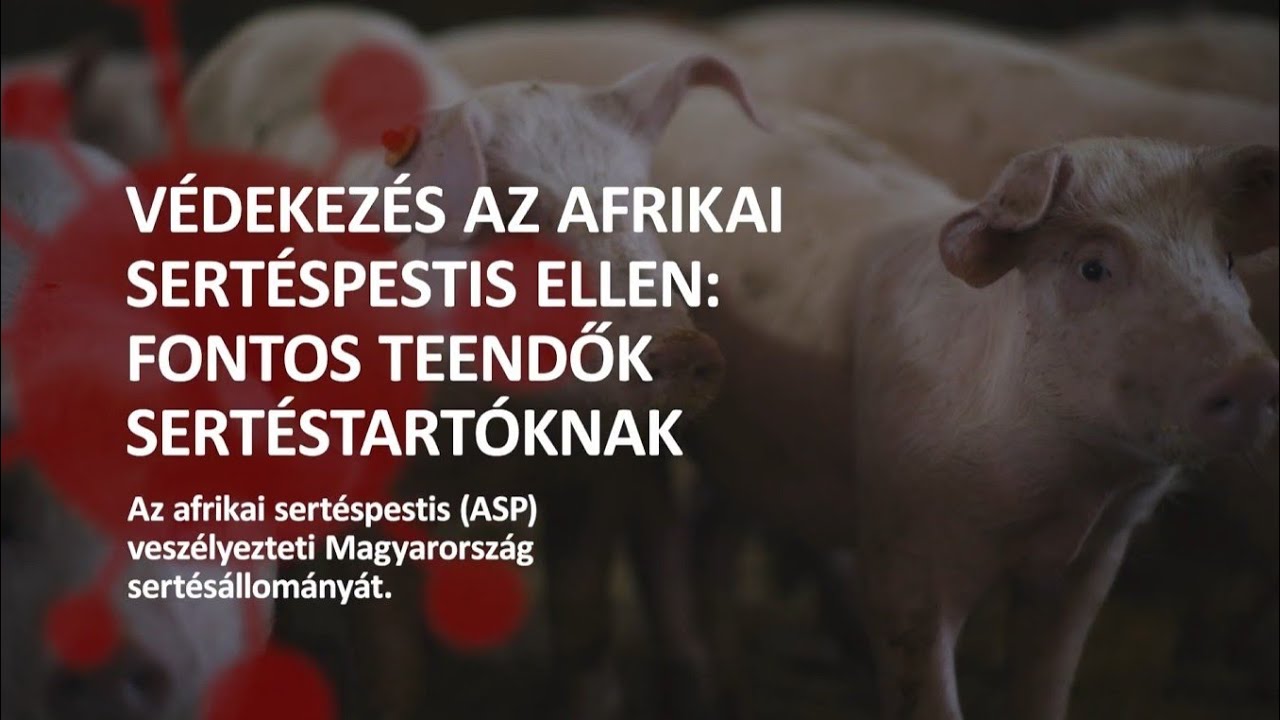 Afrikai sertéspestis (ASP) - Legyen mindennapi rutinja a járványvédelemben!