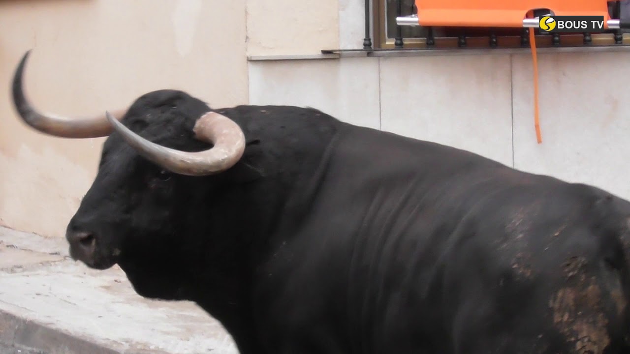 Fiestas del  Roser -Toro de Samuel Flores y Chospes 9 -10-2018 La Vall de Uxó (CS)