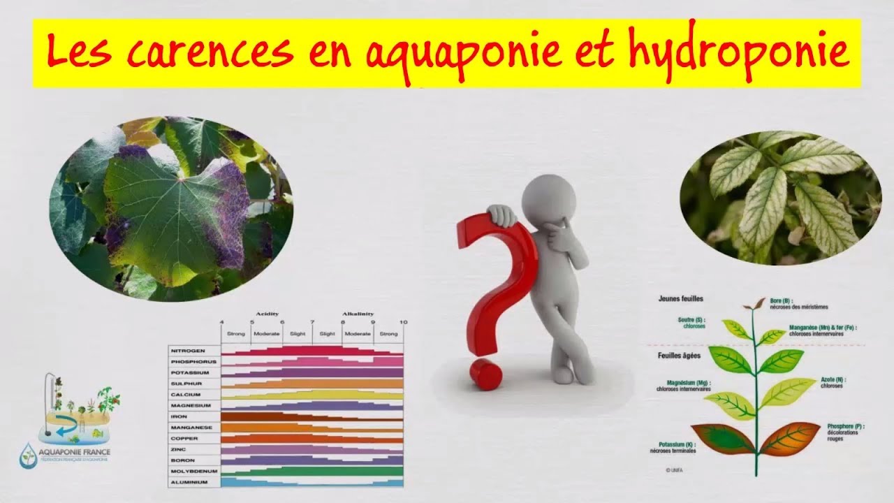 💧 Déterminer et traiter les carences en aquaponie et hydroponie