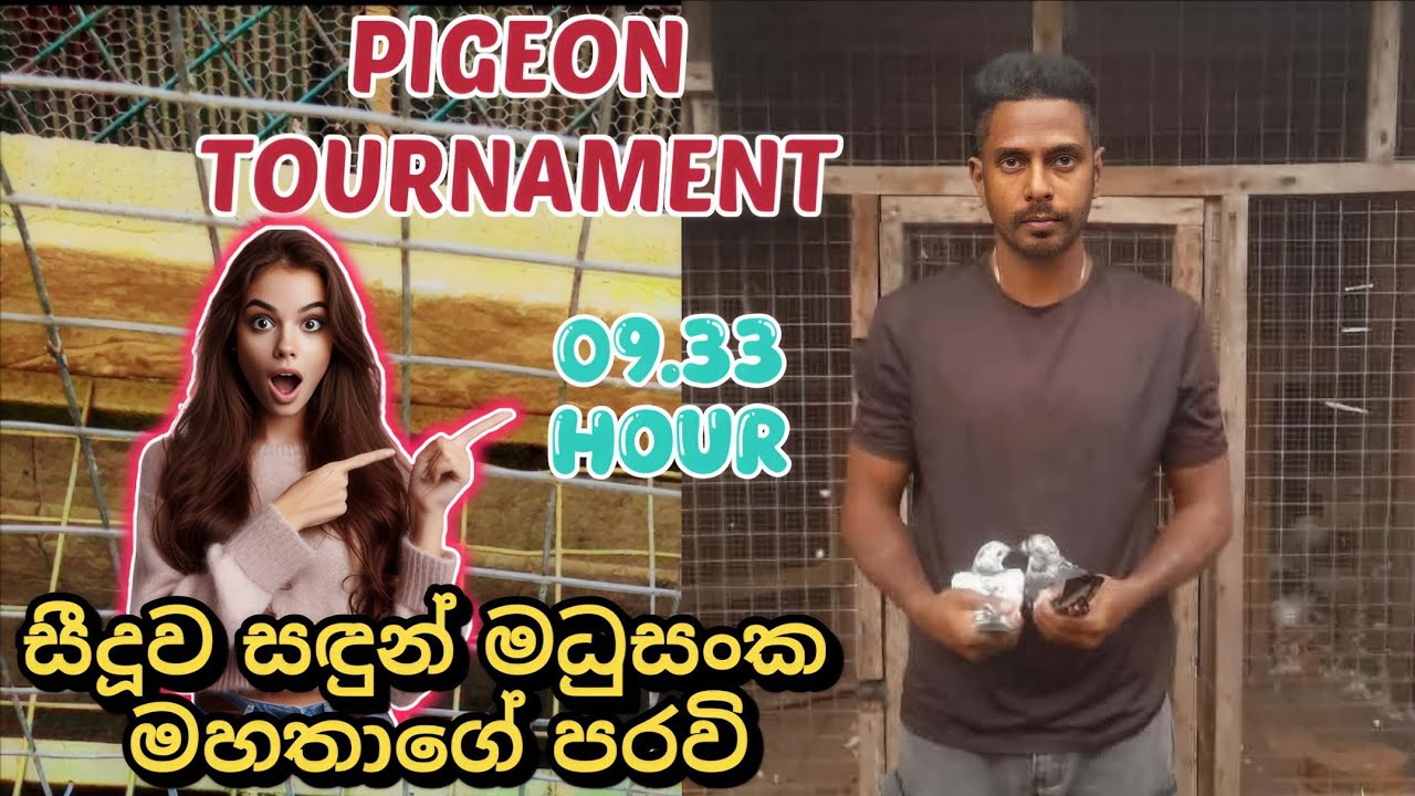 ✨🕊️🥰 TOURNAMENT එළවපු සඳුන් මධුශංක මහතාගේ පරවි දෙන්නා....😀🕊️💗💥#pigeon #vilogpigeon #birds #kabutar 