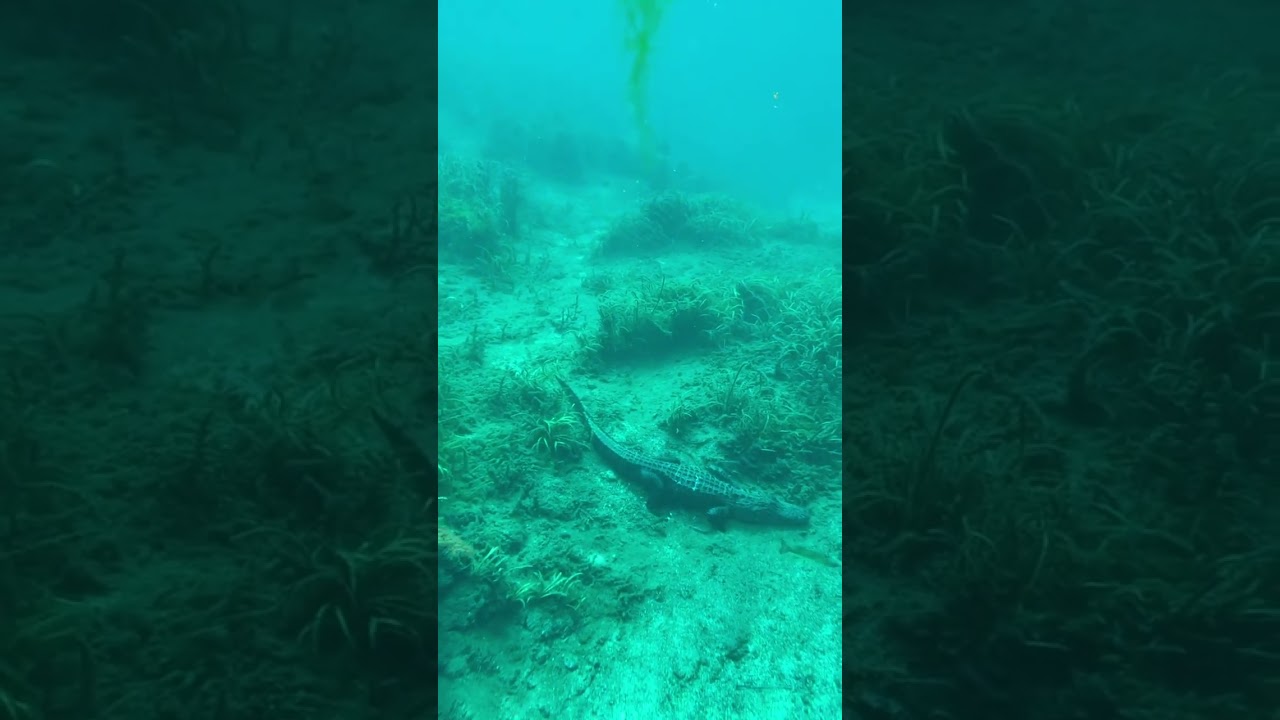 Be careful swimming in Florida's natural springs!!!😨😱