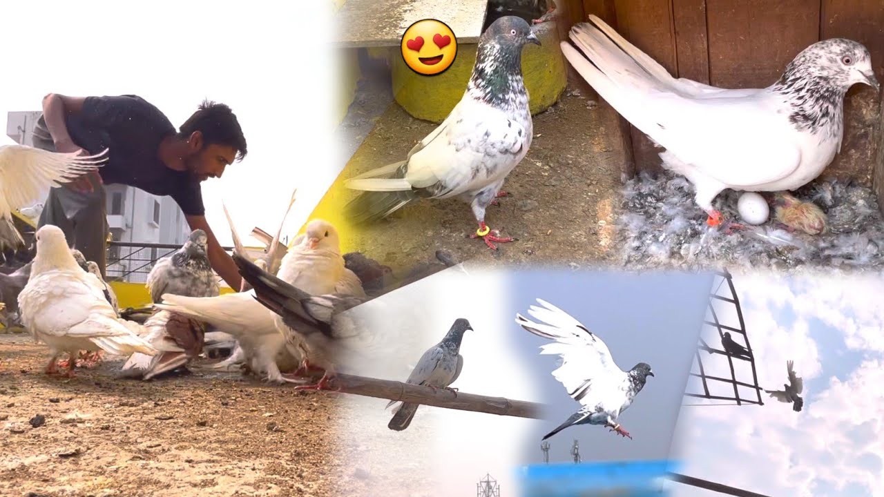 Lajawab Kalsira Kabootar Pakda🥳