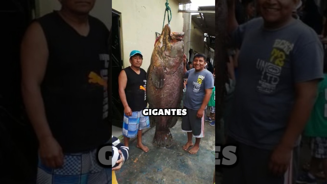 #top 5 MAIORES PEIXES PESCADOS NO BRASIL #shorts #peixes #pesca #agro