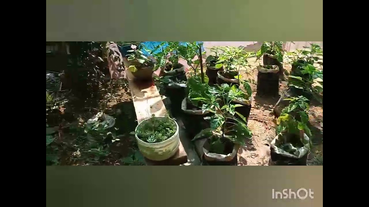 මගේ ගෙවත්තේ ලස්සන වගාව | Home Garden Tour Sri La #HomeGarden #SriLanka