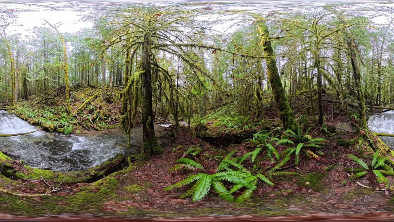 360° Forest Bathing VR - Deep Meditation & Relaxation (8K)
