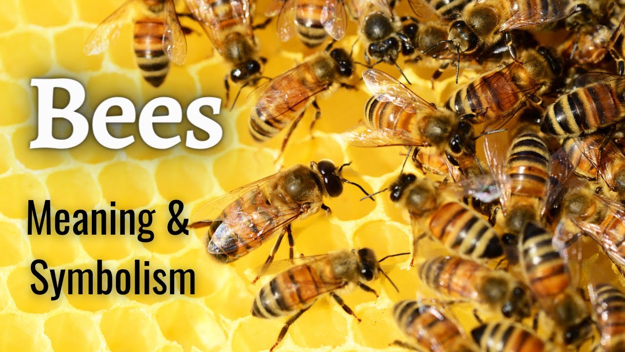 🐝🐝Что означает, когда ПЧЕЛА посещает ваш дом? 🐝🐝 Духовное значение и символизм ПЧЕЛ