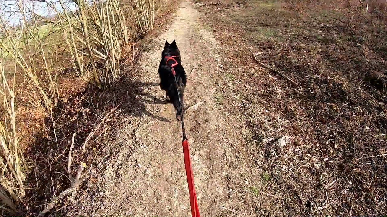 8km en 3min (vidéo accélérée) -  Balade Canicross - Cornélius Sportif