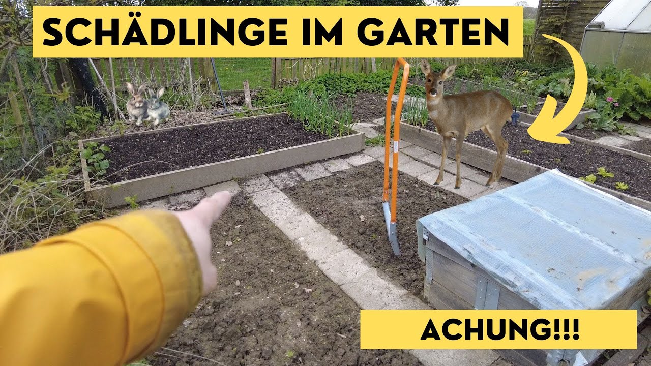Schädlinge im Garten- Reh, Kaninchen, Wühlmaus, Raupe, Läuse usw.