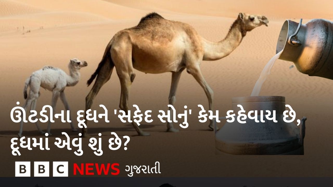 ઊંટડીના દૂધને 'સફેદ સોનું' કેમ કહેવામાં આવે છે?, દૂધમાં એવું શું છે જે ગાય કે ભેંસના દૂધમાં નથી?