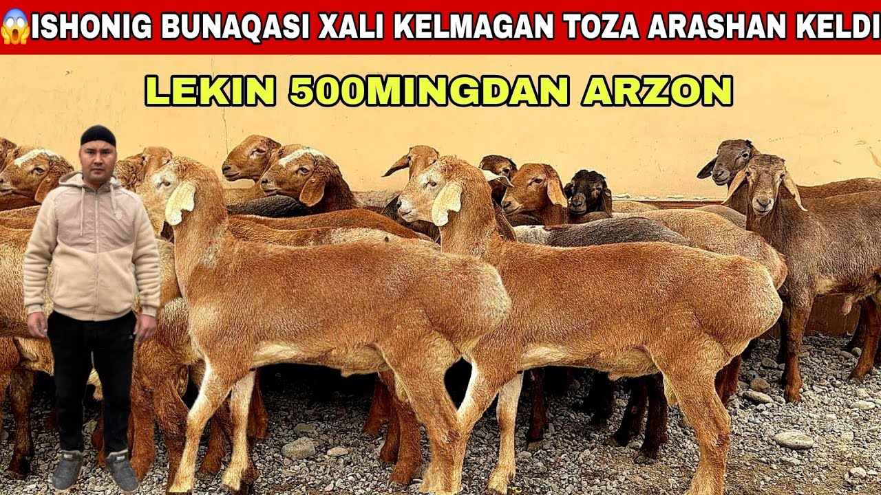 😳Voy Dodd Toza Arashan 1000Tali Bunaqasini Ko’rmagansiz 500Ming Arzon Bunaqasi Xali Kelmagan