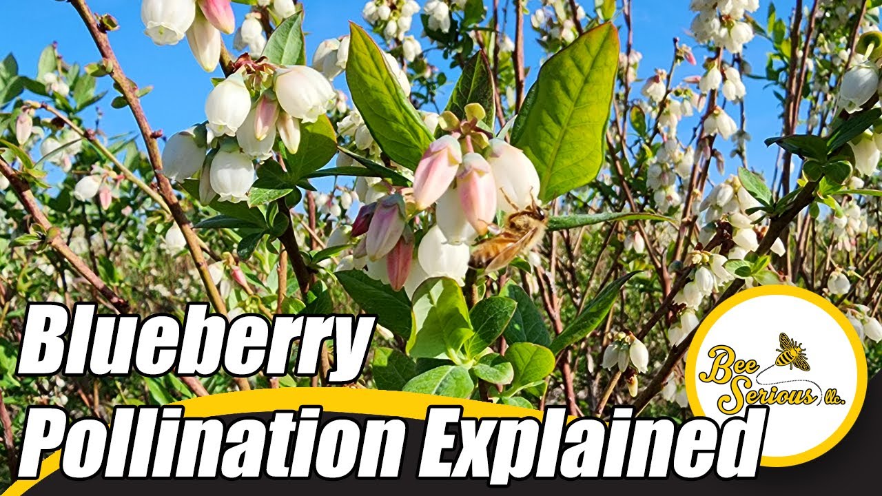 Florida's Blueberry Pollination: EXPLAINED | Bee Serious LLC.