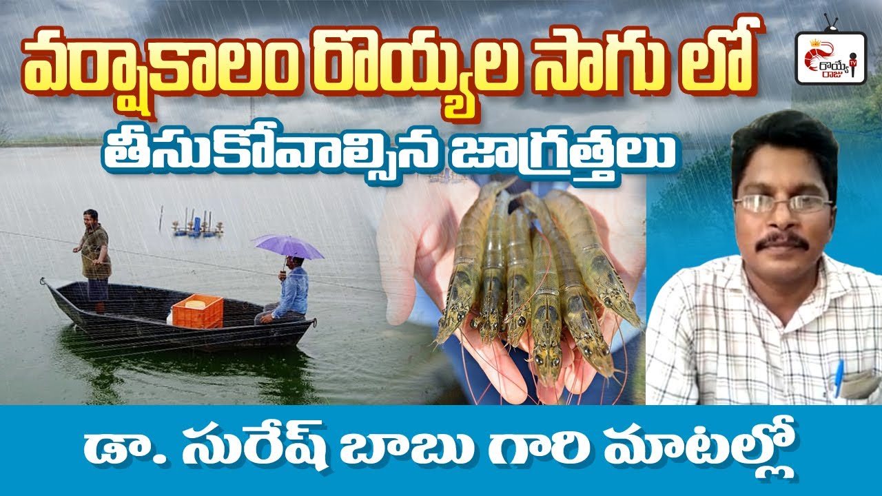 Vannamei shrimp farming in monsoon season | Aqua expert Talk | Dr Suresh babu | Royye raju
