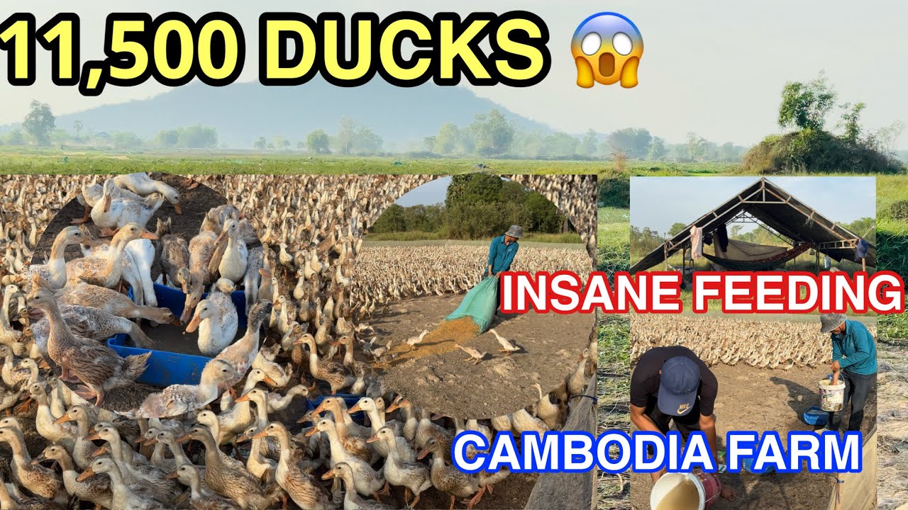 Farmers Feeding 11,500 Ducks at Once 🦆 | Takeo, Cambodia