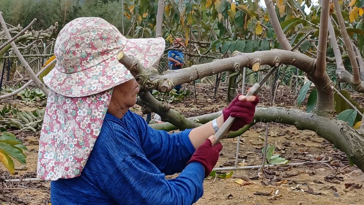 小斌斌之男人冠嬤公剪鳳梨釋迦剃光頭
