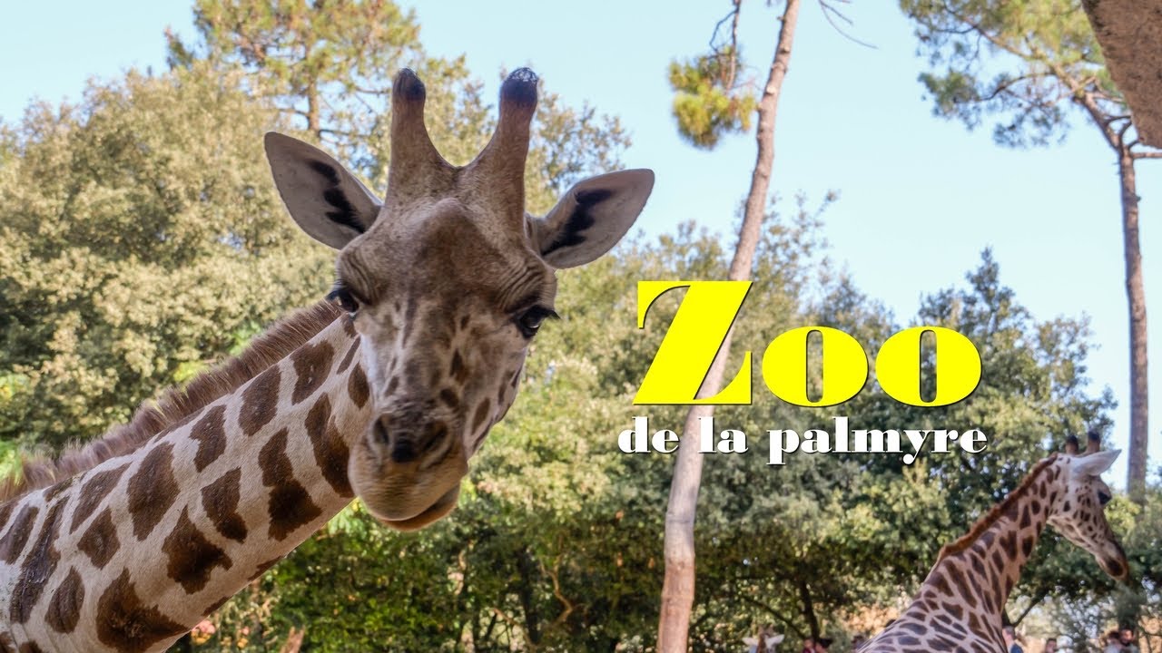 Une journ&eacute;e au zoo de la Palmyre ( &eacute;t&eacute; 2025 )