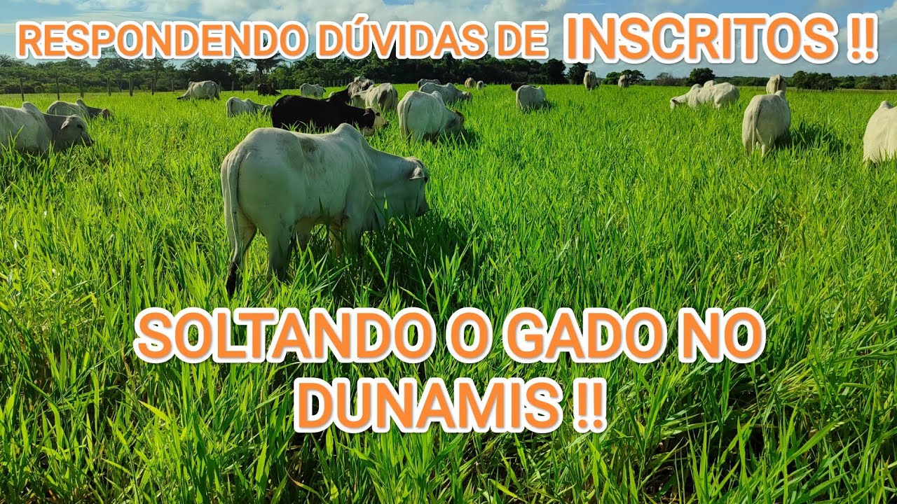 Conclusão Sobre o DUNAMIS!! AGUENTA OU NÃO AGUENTA SOLOS ARENOSOS??