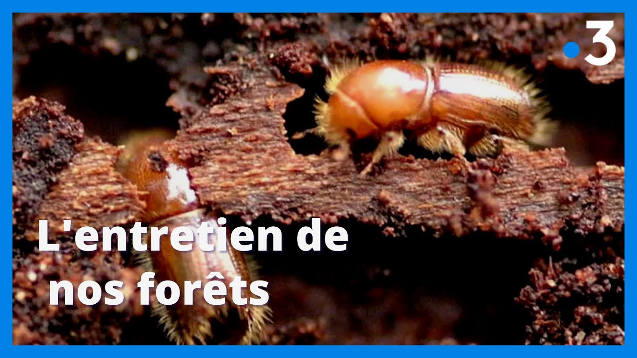A Saint-Rémy-de-Provence suivons l'Office National des forêts dans ses missions l’hiver