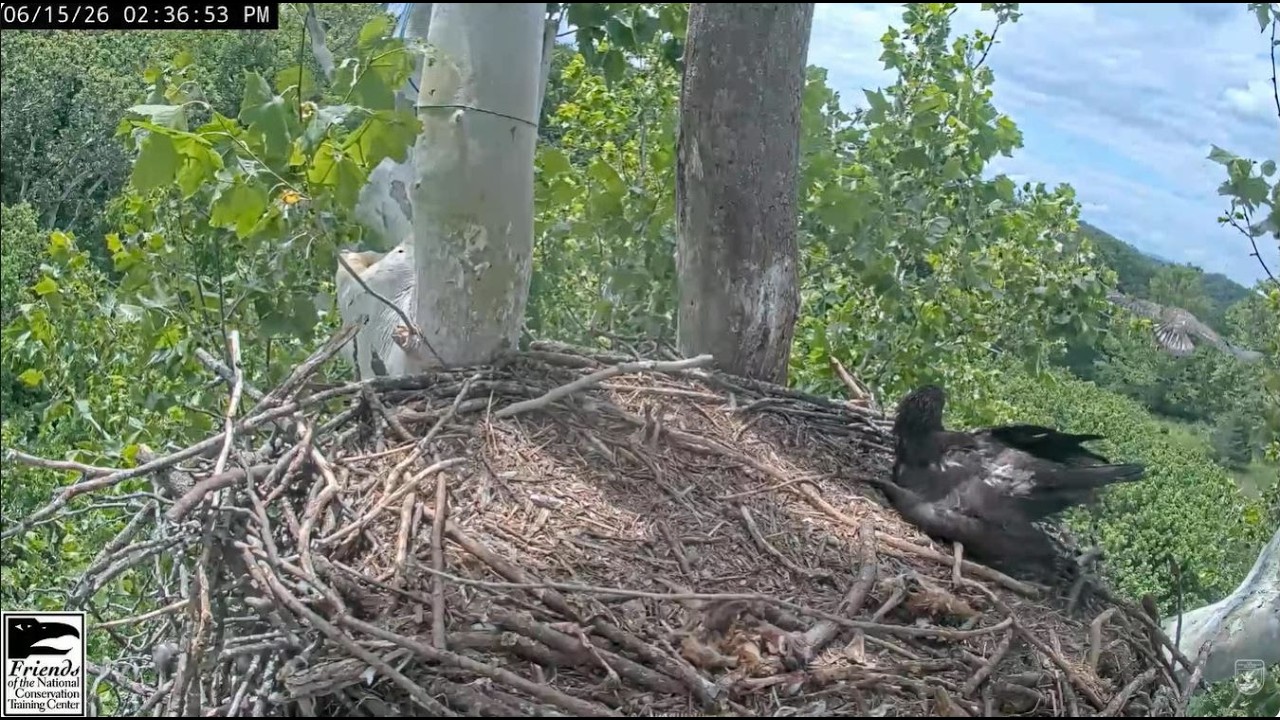 June 15 2026 -Susie Fledges - Beautiful Departure from the Nest & Visits DCT - NCTC Bald Eagles