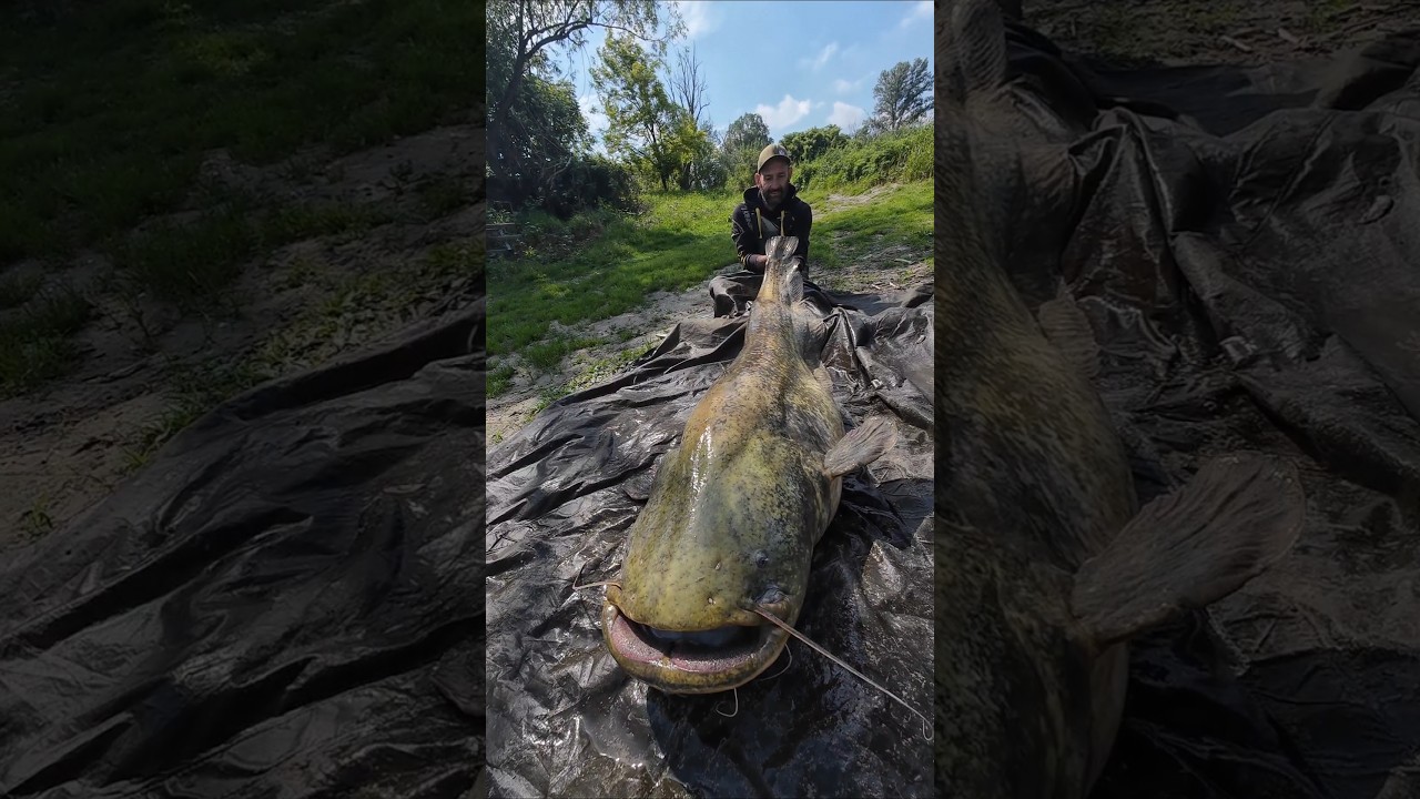 Grosso pesce siluro a spinning #fishing #catfish #siluro #catfishing #YuriGrisendi