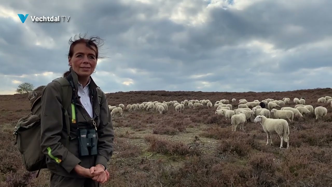 Hoe herder Anita al meer dan twintig jaar haar schapen hoedt op de Lemelerberg